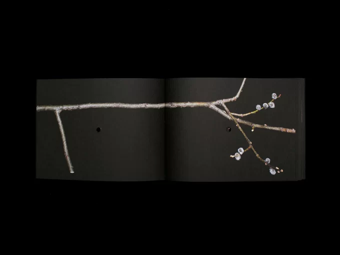 Once a Year The Stick Shoots - Nastasiia Leliuk & Natalia Wiernik - Image 13