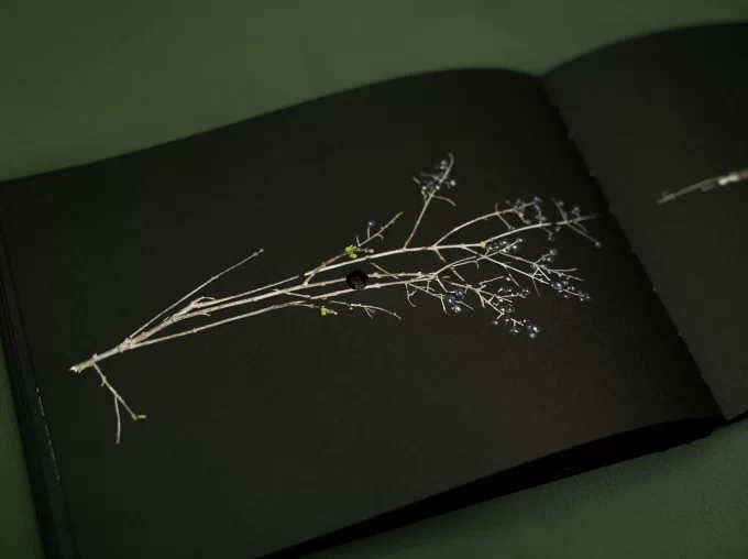 Once a Year The Stick Shoots - Nastasiia Leliuk & Natalia Wiernik - Image 9