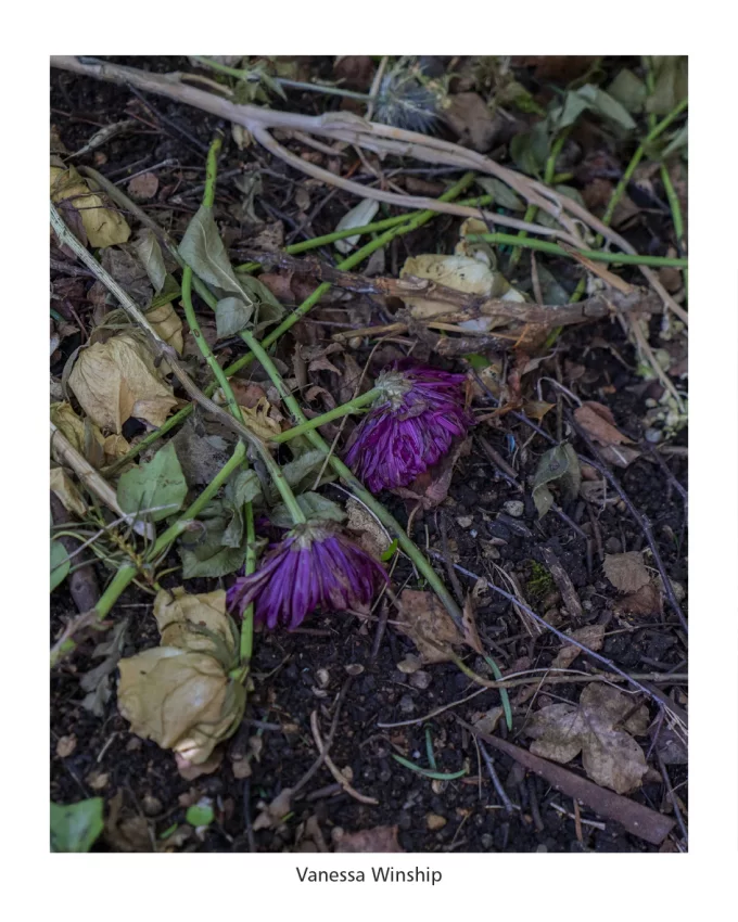 Pictures from the garden - Image 5