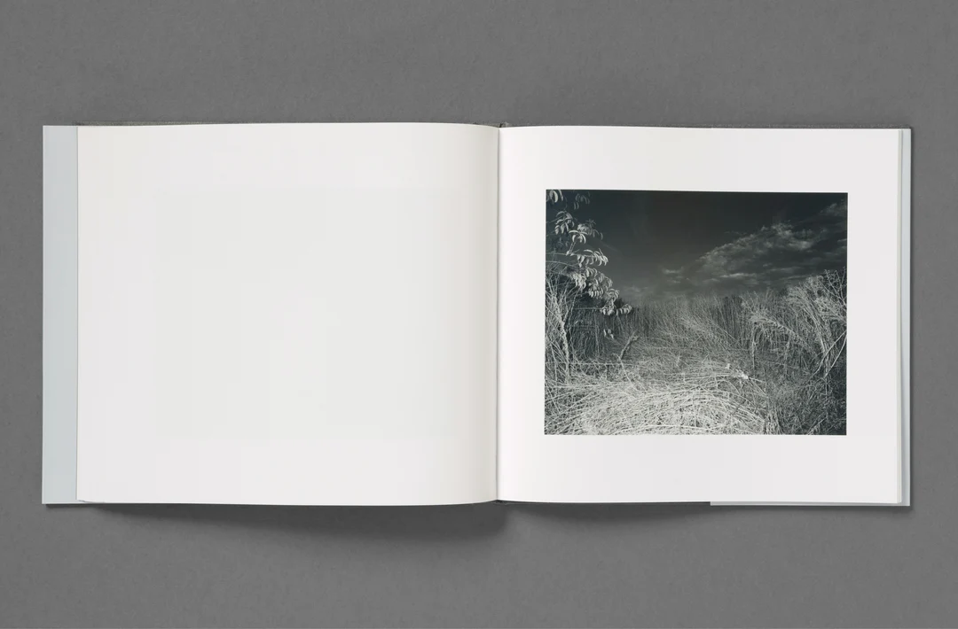 Wet Ground - Aria Shahrokhshahi - Image 67