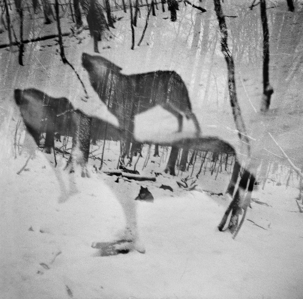 Vanishing - Anna Arendt - Image 2