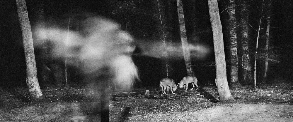 Vanishing - Anna Arendt - Image 5