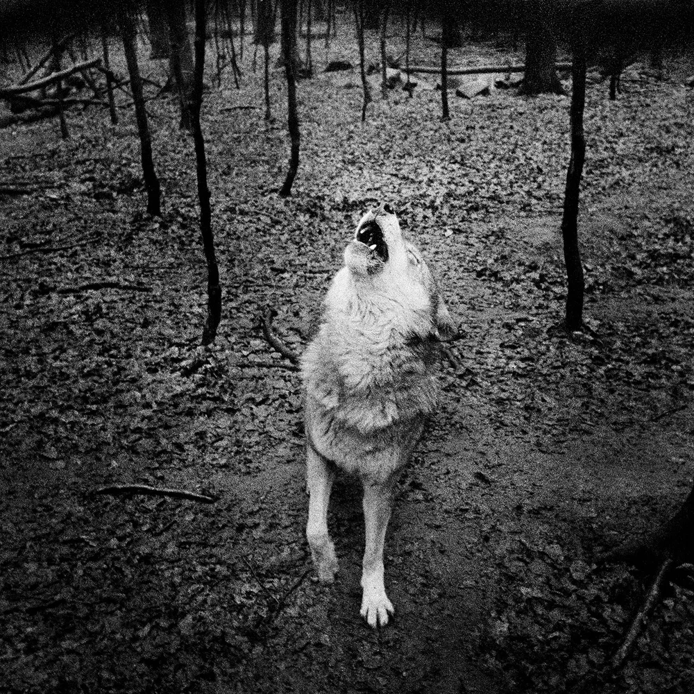 Vanishing - Anna Arendt - Image 8