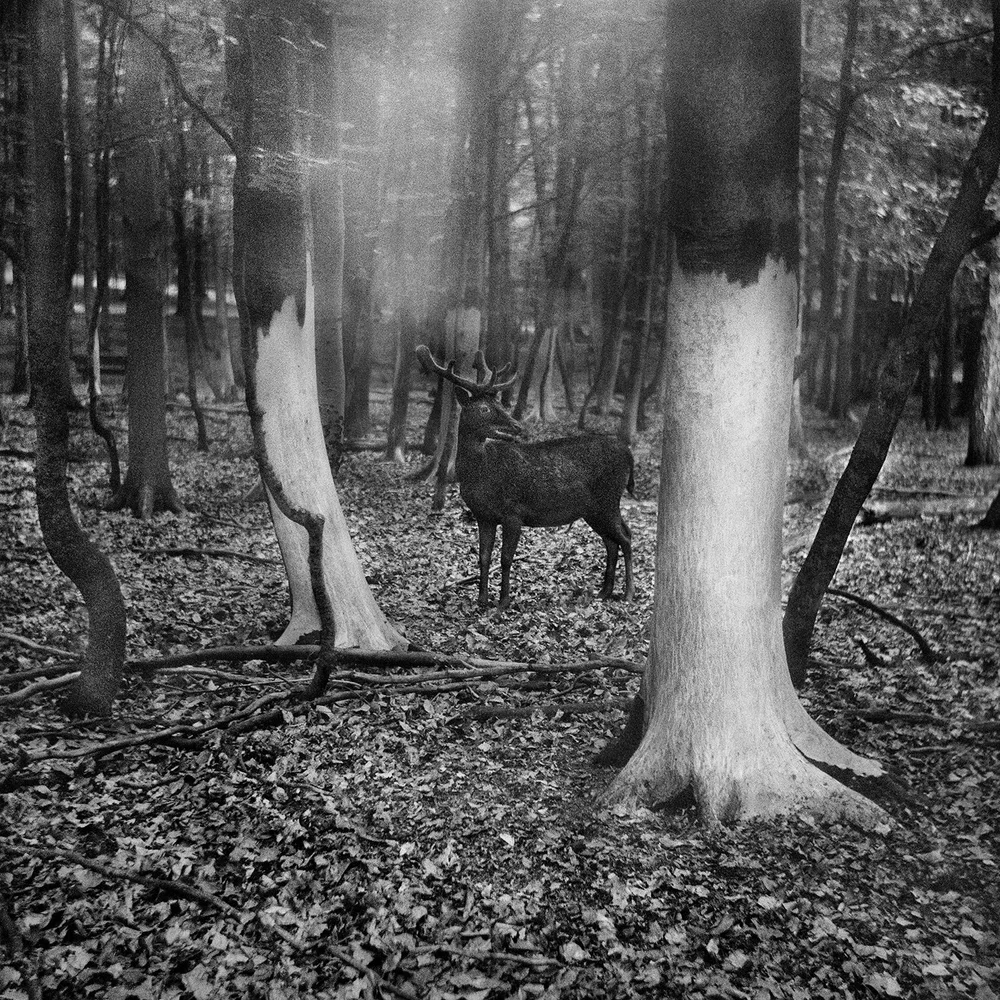 Vanishing - Anna Arendt - Image 9