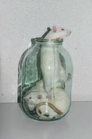 Gut Feeling - Kristina Rozhkova - Image 13